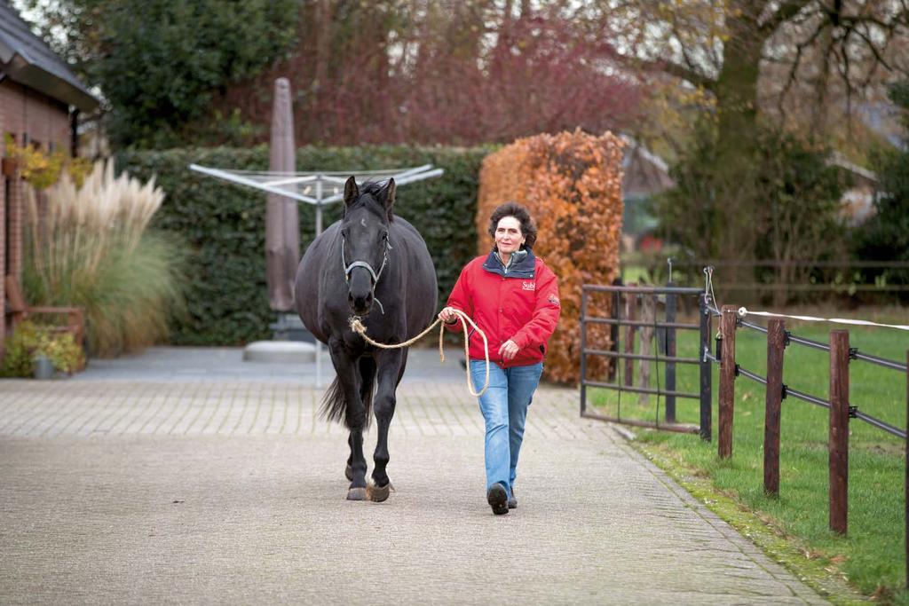 voortzetten van de stam of de hengstenopfok. Jonge merries worden klaargemaakt voor de keuringen, gepresenteerd in de IBOP en in de sport uitgebracht om zo het sportpredicaat te behalen.