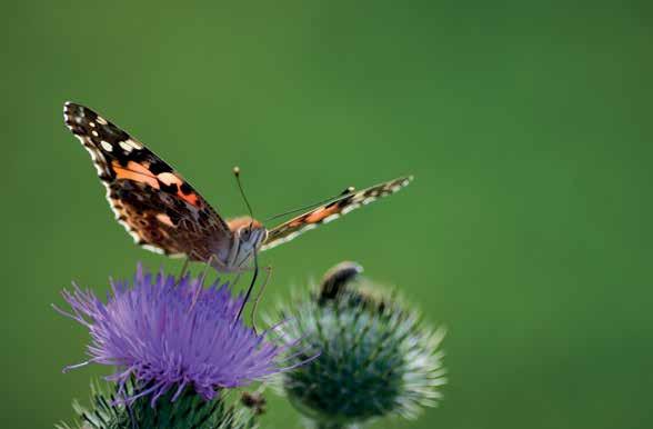 De Vlinderstichting Vlinders en libellen zijn niet alleen leuk in de tuin, ze zijn een belangrijk onderdeel van de natuur.