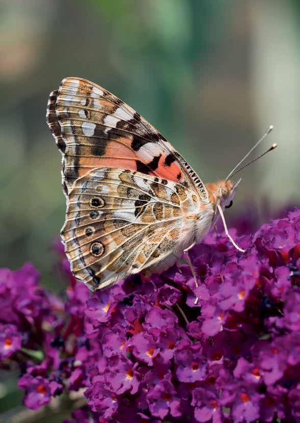 Puik: de vlinderstruik Hij heet niet voor niets zo: de vlinderstruik. Met zijn grote bloemen is het een vlinderlokker bij uitstek.