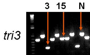 13 2. Ontwikkeling van een PCR methode voor de identificatie van het chemotype van F. graminearum en F.