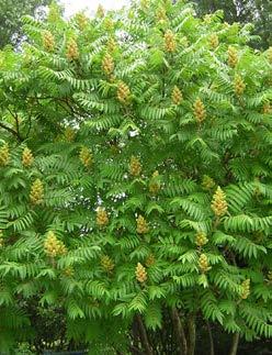 Meerdere planten bij elkaar plaatsen! Rhus potaninii heeft geen voorkeur voor ondergrond, maar moet wel in de zon staan op goed doorlatende grond. Prachtige herfstverkleuring naar purperrood.