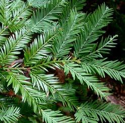 Taxodiaceae Mammoetboom giganteum Mammoetboom Een naaldhoudende conifeer, blauw-groen, met een strak-piramidale groeiwijze.