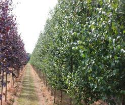 pendula Zwitsers Glorie Betula pendula Royal Frost Vergelijk de statige vorm van de Dakota Pinnacle met haar naamgenoot het Dakota vliegtuig, ook opvallend aan de horizon.