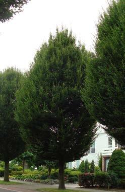 CARPINUS fam. Betulaceae betulus Fastigiata Zeer bekende, breed-piramidaal groeiende boom, tot 16-18 m hoog. Aanvankelijk zeer smal-piramidaal opgroeiend, maar later breed uitgroeiend tot 13-15 m.