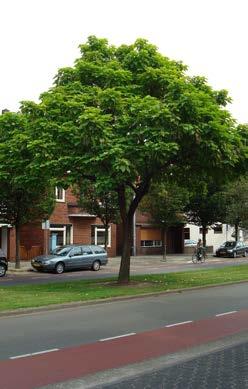 CATALPA fam. Bignoniaceae ovata Kleine boom tot 10 m hoog met spreidende kroon. Zeer groot hart tot eivormig blad, 10-25 cm lang. Punten toegespitst, meestal 3-5-lobbig.