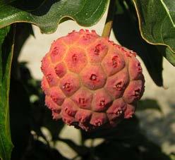 Bloemtuilen verschijnen in mei met 4 grote witte of lichtroze schutbladeren die op een spitse punt eindigen. Donkergroen ovaal tot eirond blad met een lichtgrijze onderkant.