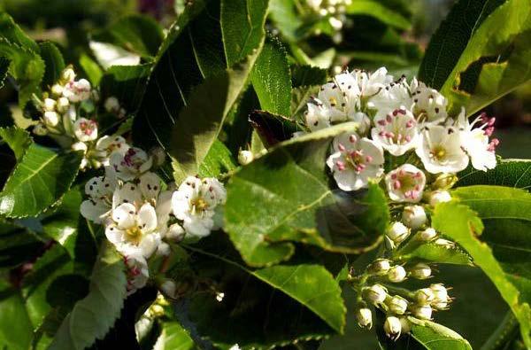 Boom met doorgaande harttak, breed ovaal. Hoogte 6-8 m. Donkergroen gezond blad. Zeer rijkbloeiend, zuiver wit in mei. Rode bessen in het najaar. Bacterievuurresistent. Solitair, park- en laanboom.