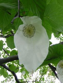 De variëteit vilmoriana is naar de Vilmorin vernoemd. involucrata Vaantjesboom, Luierboom, Zakdoekenboom Een vrij hoge, eenhuizige boom tot 15 m. De takken zijn dik, stug en vrij kaal.