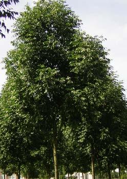 FRAXINUS fam. Oleaceae americana Empire Een zeer krachtig groeiende vorm van de Amerikaanse es met een aanvankelijk breedpiramidale kroonvorm, boom van 14 m hoog en 12 m breed, later meer afgerond.