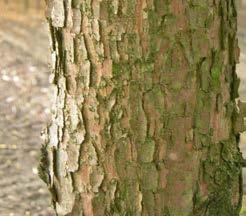 De kleine pluimes is langzaam groeiend en wordt ongeveer 8-10 meter hoog. De uiteindelijke breedte bedraagt 4 meter. De Fraxinus ornus Louisa Lady vormt een rechte, doorgaande harttak.