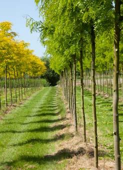 GLEDITSIA fam. Caesalpiniaceae GLEDITSIA fam. Caesalpiniaceae G Valse Christusdoorn Herkomst Noord-Amerika (midden en oosten).