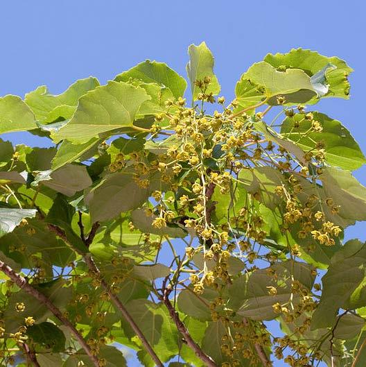 Donkergroen glanzend aan de bovenzijde met een lichtgroene onderzijde. De bladeren zijn gedoornd en dit tot op een hoogte van ongeveer 2 m. De bladeren worden 1-3 jaar oud.