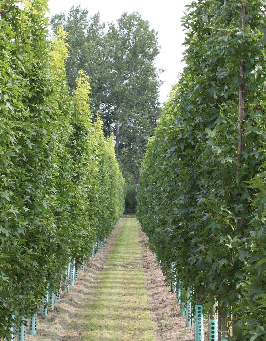 De bruinrode hars is sterkgeurend. De Indianen kauwden op deze kleverige substantie. In Midden-Amerika wordt deze boom aangeplant voor de kauwgomindustrie. acalycina Burgundy Flush LIQUIDAMBAR fam.