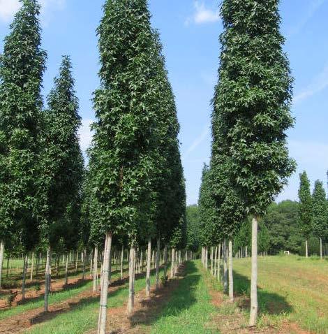 styraciflua Lane Roberts Nieuwe cultivar. Kegelvormige groeiwijze. Hoogte tot 15 m. Breedte ± 4 m. Blad donkergroen glanzend. Rood-gele herfstverkleuring. Twijgen roodbruin met kurklijsten.