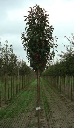 Vruchten glimmend, donker purper-paars-rood, 15 mm, lang aanblijvend. Weinig in cultuur. Madonna (syn Malus Mazam) Malus Madonna is een dubbelbloemige witte sierappel. De bloemen ruiken heerlijk.