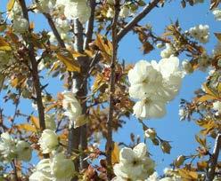 PRUNUS fam. Rosaceae serrulata Shimidsu (syn. Prunus serrulata Miyako ) Indien bovenveredeld een zeer brede, afgeplatte kroon, die 2-3 m hoog is, bij een totale boomhoogte 4-5 m.