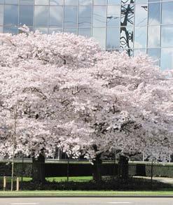 Rosaceae x yedoensis Yoshinokers (Prunus speciosa x Prunus subhirtella) Vrij hoge boom van 10-15 m hoog met opgaande takken, waarvan de uiteinden iets overhangen. Daardoor vrij brede, platte kroon.