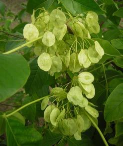 Juglandaceae Vleugelnoot Een geslacht dat 6 soorten telt. Meerstammige struik of boom. Hij dankt zijn wetenschappelijke naam aan de Griekse woorden pteron en karuon; vleugel en noot.