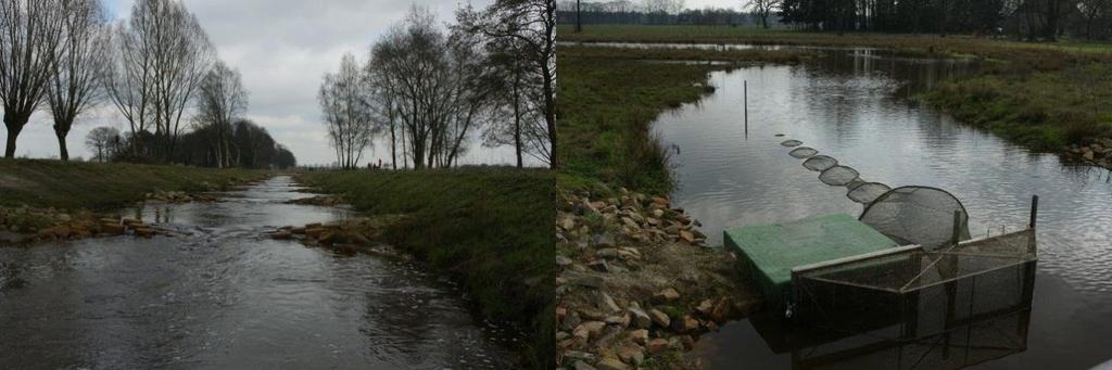 Figuur 18. De Kaweise Loop, aan de rechterzijde loopt de vispassage (23-03) Doelsoorten De doelsoorten voor de Kaweise Loop zijn bermpje, rivierdonderpad, riviergrondel en serpeling.