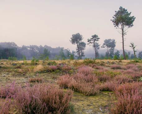 BELS BROEK EN HEIDE Tussen Geel en Meerhout ligt een stukje Kempen zoals je dat nog maar zelden vindt: hectaren landduinen.