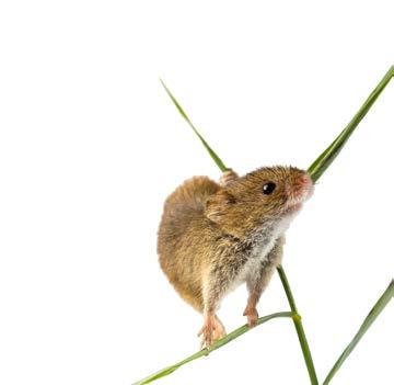 soepele grijpstaart. Ze is de kleinste muis van België: een minimuis met een maxi-look.