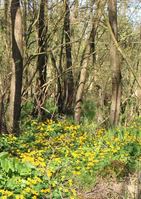 In het hart van de Kempen, tussen Balen, Meerhout, Geel en Mol slingert de Grote Nete door het landschap.