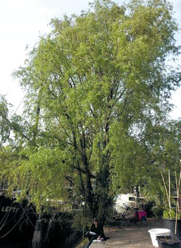 9 Een oase van groen Bomenkap dreigt op Bickerseiland Wat is er mis met de Elandsgracht? Openbare ruimte is van iedereen en niemand. Hoe richt je dat in?