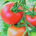 Het gemiddeld vruchtgewicht is 100 gram en de vruchten hebben een dieprode, glanzende kleur.