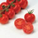 Een tomaatje van 55 gram met een geweldige smaak.