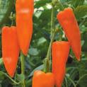 E 499531 F1 p E 499531 is onze nieuwe oranje mini paprika met een gemiddeld vrucht gewicht van 40 gram.