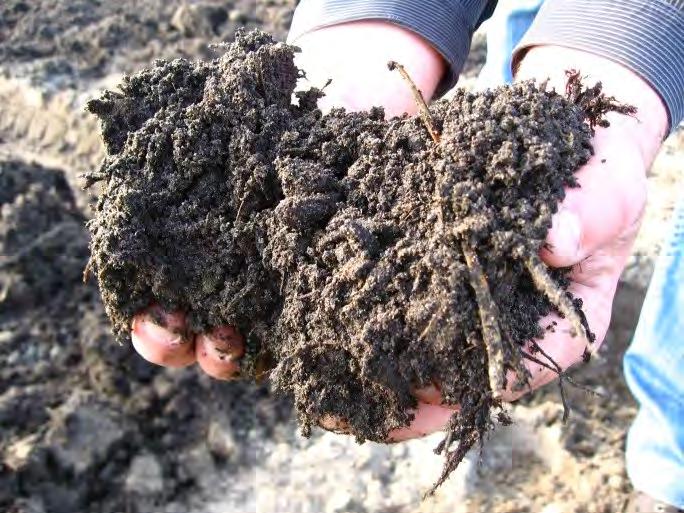 De rol van organische stof Toevoeging van organische stof zal het bodemleven stimuleren: verhoging van microbiële biomassa, diversiteit en