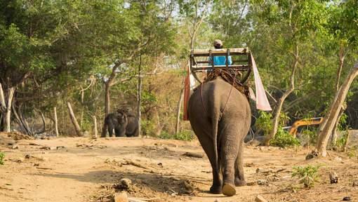Artikels Cambodjaanse olifant op de vlucht nadat hij trainer doodtrapt Illustratiebeeld. thinkstock.