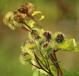 6 raadsel 6 pas op voor gevaar! eekhoorntje zoek onder de beukenboom naar lekkere beukennootjes. maar pas op!