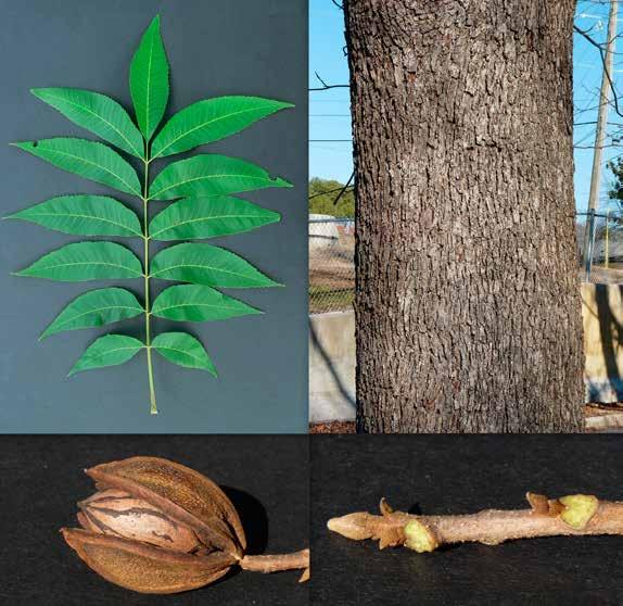 Carya illinoinensis bron: rtw productie maar als schaduwboom met een brede uitwaaierende kroon. C. illinoinensis laat zich goed tot boom opkweken.