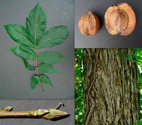 Carya laciniosa bron: rtw wordt C. laciniosa ook als fruitboom gekweekt. De Amerikaanse naam voor C.