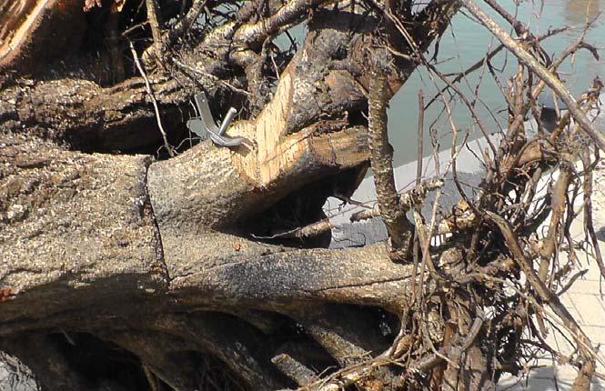 KRW-proef: bomen in de Nederrijn-Lek Figuur.