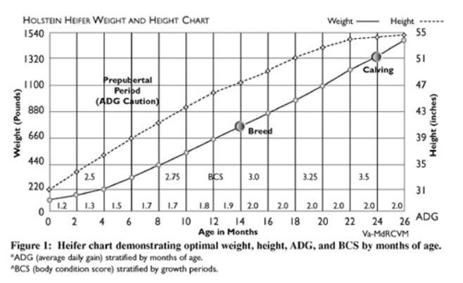 Bijlage 2: Holstein heifer weight and height chart