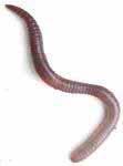 Imidacloprid in de bodem is al na een week giftig voor regenwormen N.