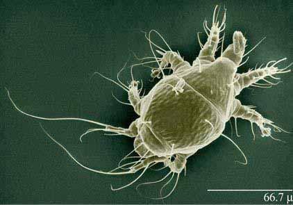 Imidacloprid verzwakt de weerstand van een bijenvolk tegen pathogene organismen Cédric Alaux et al. Environ Microbiol.