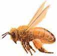 Subletale doseringen van imidacloprid kunnen een negatieve werking hebben op het foerageren en navigatievermogen van haalsterbijen E. C.