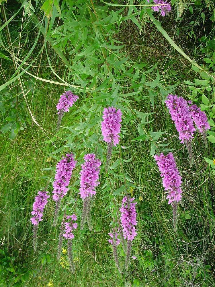 dipsacifolia Geranium sylvaticum kattenstaart grote wederik ruit koeienoog