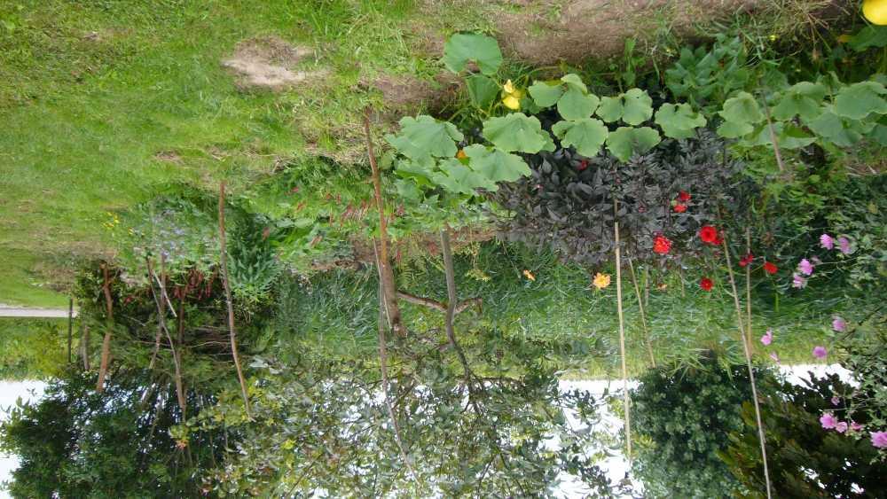 Bomen, struiken en onderbegroeiïng Voor het woonhuis en achter het witte stenen schuurtje : Amelanchier lamarckii 'Ballerina' Krentenboompje Aan de oprit Juglans regia 'Broadview' Okkernoot Ligustrum