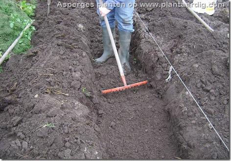 Planten Asperges worden geplant in maart tot uiterlijk half april, liefst vooraleer de planten uitlopen. Wacht in die periode de ideale (lees droge) omstandigheden af.