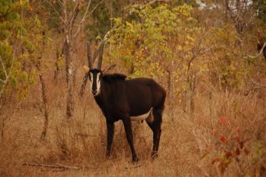 Het park, 40 549 hectare groot en gelegen 60 km ten oosten van Otjiwarongo en 300 km ten noordoosten van Windhoek, werd afgekondigd in 1972.