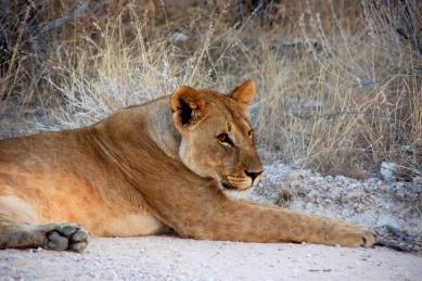 om deze training bij te wonen. Mogelijkheden voor fotografie en filmen ten over. Dit is alleen vroeg in de ochtend mogelijk. Vanuit CCF vertrekt u richting Etosha National Park.