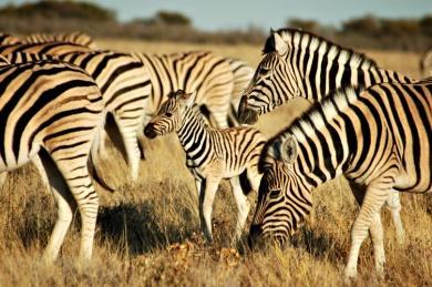 Denkt u er aan dat u in het park niet harder mag rijden dan 60 km per uur en u moet binnen zijn voor zonsondergang. Daarbij komt dat u zult zeker willen stoppen voor al het wildlife dat u ziet.