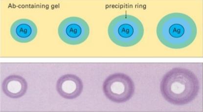 Fig. 2: Voorbeeld van een radiale immunodiffusie test. De antistof-antilichaam complexen zijn te zien als neerslagringen rondom het antigen.