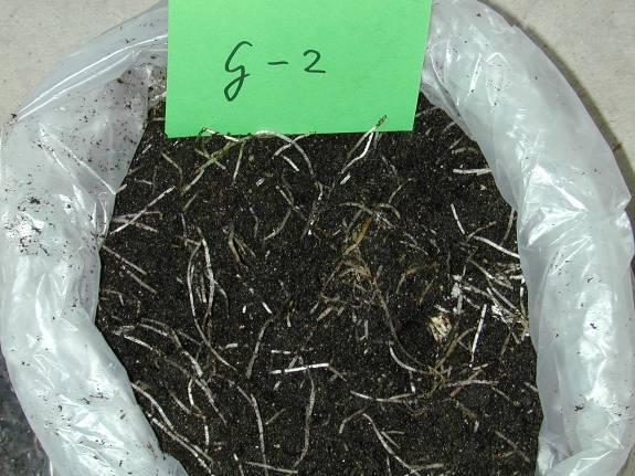 Gebruikte potgrond br oei hyacint