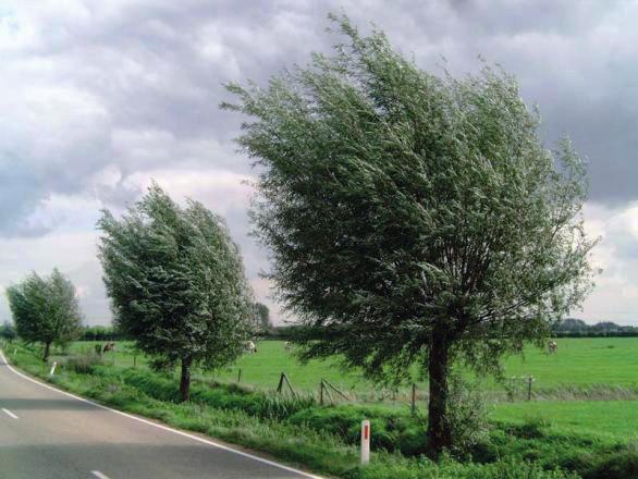 Beplantingslijst aantal soort latijnse naam maat prijs/st subprijs prijs totaal 7 Bomen 2 palen per boom 23 Zomereik Quercus robur 18-20 60,62 1.