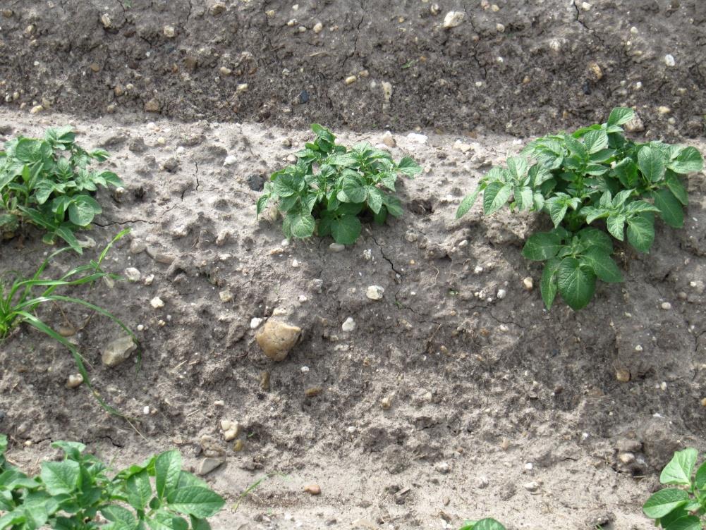 Afbeelding 7 Grind en stenen in de bovengrond in het gebied ten westen van Rijssen.